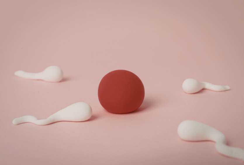 Failed Euploid Embryo Transfers: What Else Could Be Affecting Implantation?