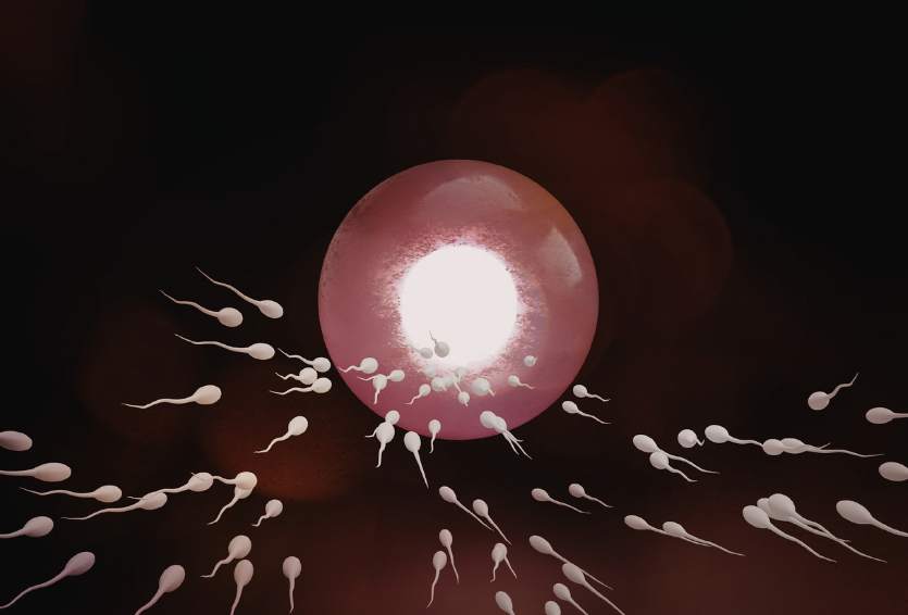 How Many Embryos Should You Transfer? Understanding the Risks