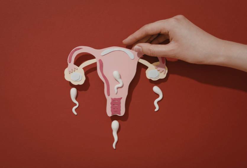 What Happens to Embryos in the Lab: Day 1 to Day 5 Explained